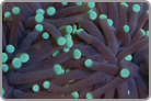 Green Tip Torch Coral